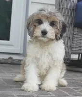Thea, a female Cavapoo for sale in Moravia, IA – 5 of 6