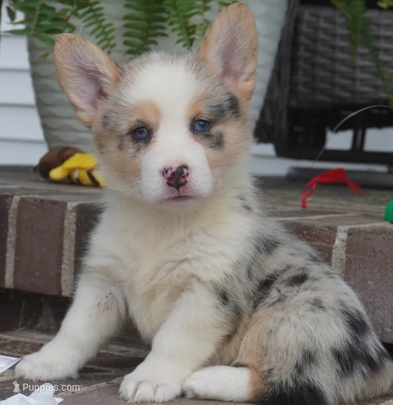 Dawson – Pembroke Welsh Corgi puppy for sale in Moravia, IA