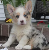 Dawson, a male Pembroke Welsh Corgi for sale in Moravia, IA – 1 of 5