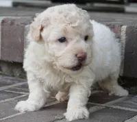 Shane, a male Poodle - Miniature  for sale in Moravia, IA – 4 of 5