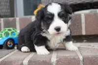 Cojo-Corgipoo, a male Pembroke Welsh Corgi and Poodle - Toy  for sale in Moravia, IA – 3 of 4