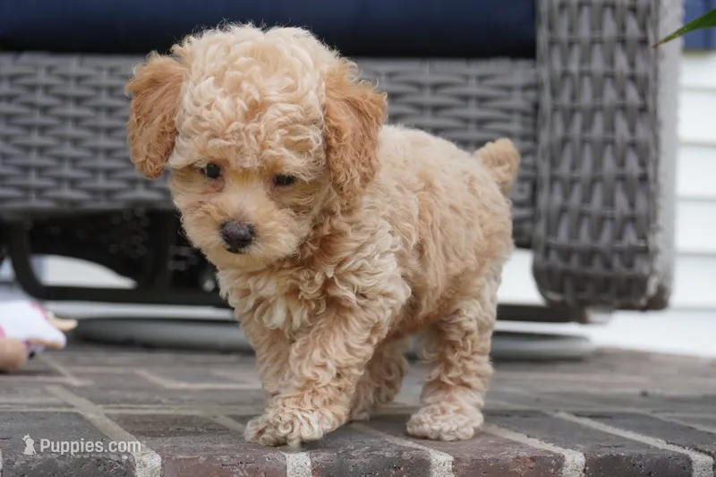 Mikey – Poodle - Toy  puppy for sale in Moravia, IA