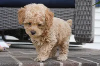 Mikey, a male Poodle - Toy  for sale in Moravia, IA – 1 of 4
