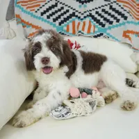 Apple F1b, a male Cavapoo for sale in Moravia, IA – Photo 7 of 8