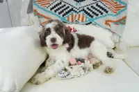 Apple F1b, a male Cavapoo for sale in Moravia, IA – Photo 7 of 8