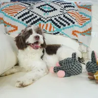 Apple F1b, a male Cavapoo for sale in Moravia, IA – Photo 8 of 8