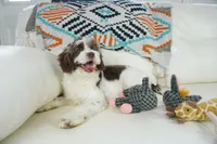 Apple F1b, a male Cavapoo for sale in Moravia, IA – Photo 8 of 8