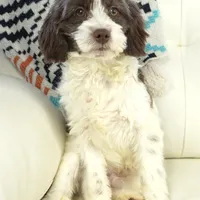 Apple F1b, a male Cavapoo for sale in Moravia, IA – Photo 4 of 8