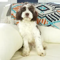 Apple F1b, a male Cavapoo for sale in Moravia, IA – Photo 1 of 8