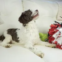 Apple F1b, a male Cavapoo for sale in Moravia, IA – Photo 5 of 8