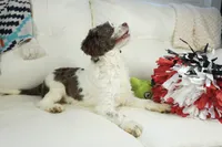 Apple F1b, a male Cavapoo for sale in Moravia, IA – Photo 5 of 8