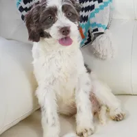 Apple F1b, a male Cavapoo for sale in Moravia, IA – Photo 3 of 8