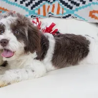 Apple F1b, a male Cavapoo for sale in Moravia, IA – Photo 6 of 8