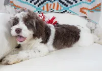 Apple F1b, a male Cavapoo for sale in Moravia, IA – Photo 6 of 8