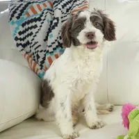 Apple F1b, a male Cavapoo for sale in Moravia, IA – Photo 2 of 8