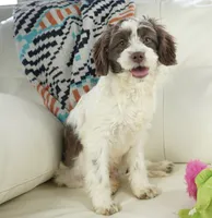 Apple F1b, a male Cavapoo for sale in Moravia, IA – Photo 2 of 8