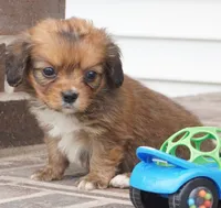 Spencer-Cavacorgi, a male Pembroke Welsh Corgi and Cavalier King Charles Spaniel for sale in Moravia, IA – 2 of 4