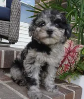 Rylee, a female Poodle - Toy  for sale in Moravia, IA – 8 of 8