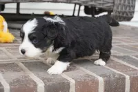 Cojo-Corgipoo, a male Pembroke Welsh Corgi and Poodle - Toy  for sale in Moravia, IA – 2 of 4