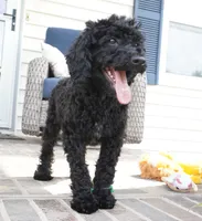 Emmit, a male Poodle - Miniature  for sale in Moravia, IA – 4 of 4