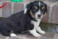 Palmer-Cavacorgi, a female Pembroke Welsh Corgi and Cavalier King Charles Spaniel for sale in Moravia, IA – 4 of 4