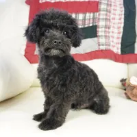 Prancer-Toy, a male Poodle - Toy  for sale in Moravia, IA – Photo 7 of 10