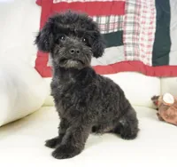 Prancer-Toy, a male Poodle - Toy  for sale in Moravia, IA – Photo 7 of 10