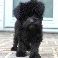 Prancer-Toy, a male Poodle - Toy  for sale in Moravia, IA – Photo 10 of 10