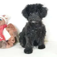 Prancer-Toy, a male Poodle - Toy  for sale in Moravia, IA – Photo 9 of 10
