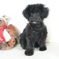 Prancer-Toy, a male Poodle - Toy  for sale in Moravia, IA – Photo 9 of 10