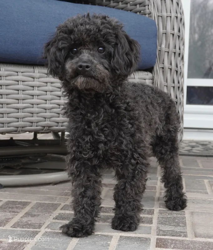 Prancer-Toy – Poodle - Toy  puppy for sale in Moravia, IA