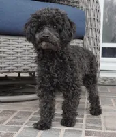 Prancer-Toy, a male Poodle - Toy  for sale in Moravia, IA – Photo 1 of 8