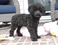 Prancer-Toy, a male Poodle - Toy  for sale in Moravia, IA – Photo 3 of 8