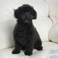 Prancer-Toy, a male Poodle - Toy  for sale in Moravia, IA – Photo 3 of 10