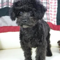 Prancer-Toy, a male Poodle - Toy  for sale in Moravia, IA – Photo 6 of 10