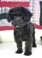 Prancer-Toy, a male Poodle - Toy  for sale in Moravia, IA – Photo 6 of 10