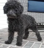 Prancer-Toy, a male Poodle - Toy  for sale in Moravia, IA – Photo 5 of 8