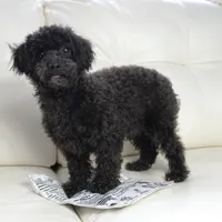 Prancer-Toy, a male Poodle - Toy  for sale in Moravia, IA – Photo 5 of 10