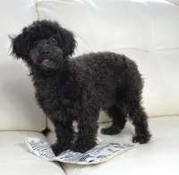 Prancer-Toy, a male Poodle - Toy  for sale in Moravia, IA – Photo 5 of 10