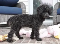 Prancer-Toy, a male Poodle - Toy  for sale in Moravia, IA – Photo 4 of 8