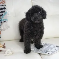 Prancer-Toy, a male Poodle - Toy  for sale in Moravia, IA – Photo 4 of 10