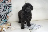 Prancer-Toy, a male Poodle - Toy  for sale in Moravia, IA – Photo 4 of 10