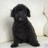 Prancer-Toy, a male Poodle - Toy  for sale in Moravia, IA – Photo 2 of 10