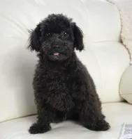 Prancer-Toy, a male Poodle - Toy  for sale in Moravia, IA – Photo 2 of 10