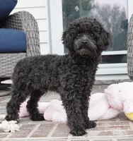 Prancer-Toy, a male Poodle - Toy  for sale in Moravia, IA – Photo 2 of 8