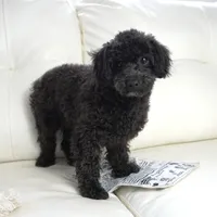 Prancer-Toy, a male Poodle - Toy  for sale in Moravia, IA – Photo 1 of 10