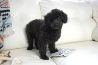 Prancer-Toy, a male Poodle - Toy  for sale in Moravia, IA – Photo 1 of 10