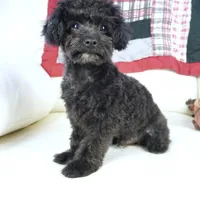 Prancer-Toy, a male Poodle - Toy  for sale in Moravia, IA – Photo 8 of 10