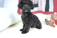Prancer-Toy, a male Poodle - Toy  for sale in Moravia, IA – Photo 8 of 10