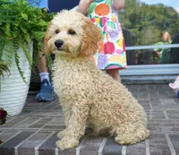Marccen, a male Poodle - Toy  for sale in Moravia, IA – 3 of 10